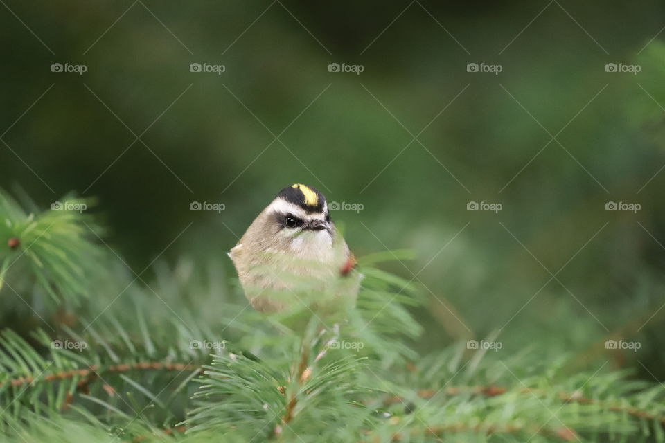 Sparrow  perching on a branch 