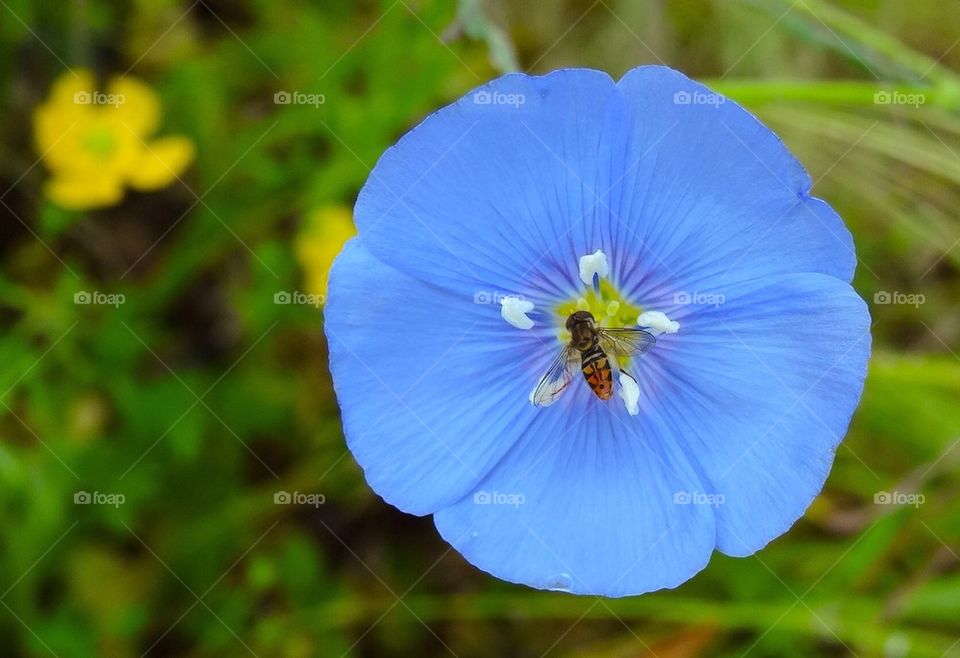 Blue Flower w/bug
