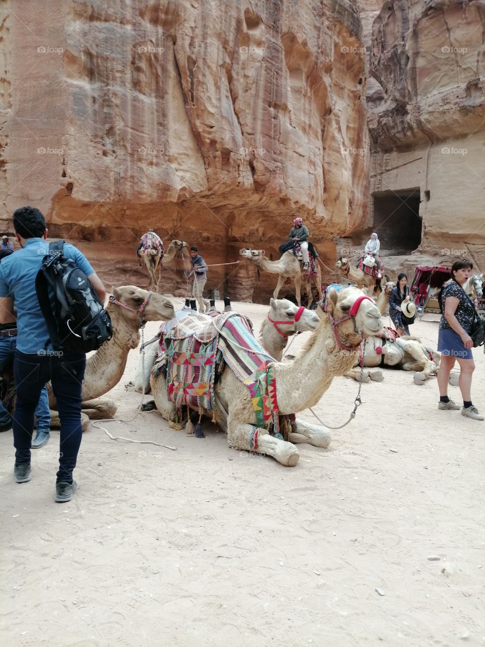 Camels Petra
