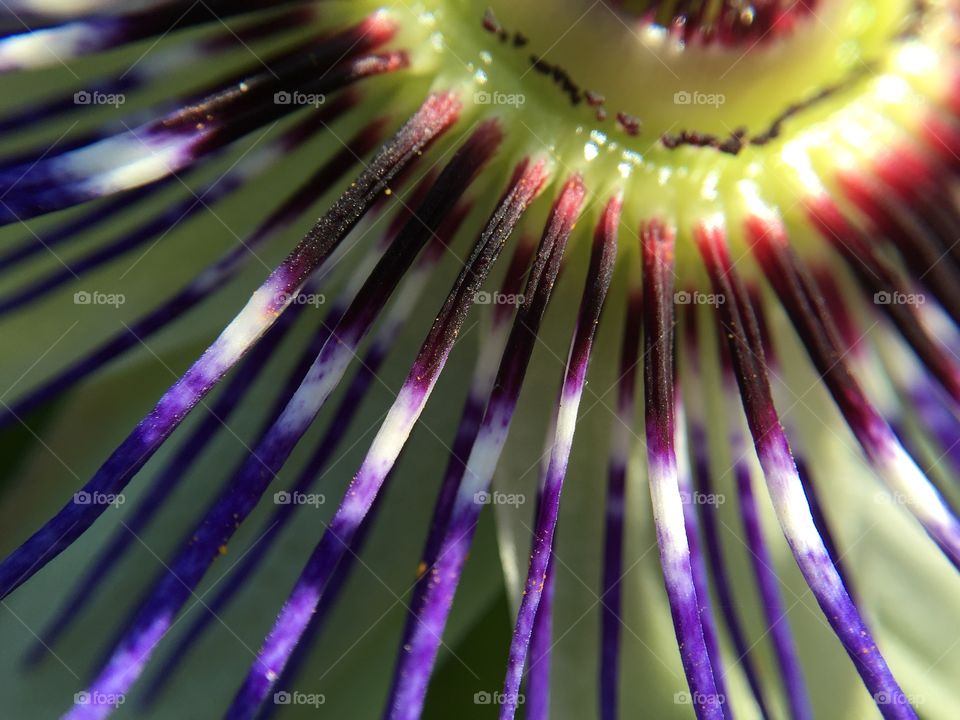 Macro Passion flower. . Playing with olloclip 