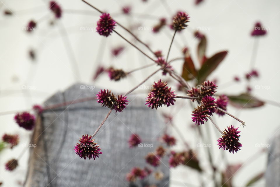 spring flowers