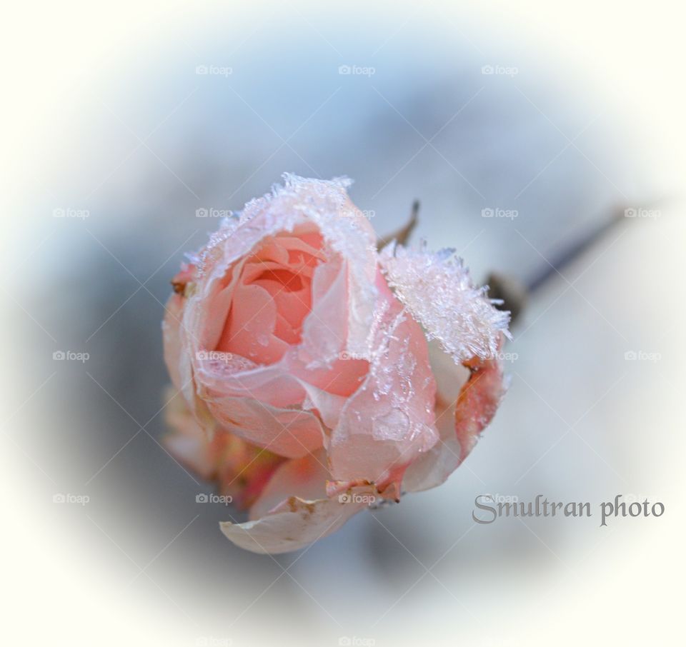 My sweet frozen rose.
