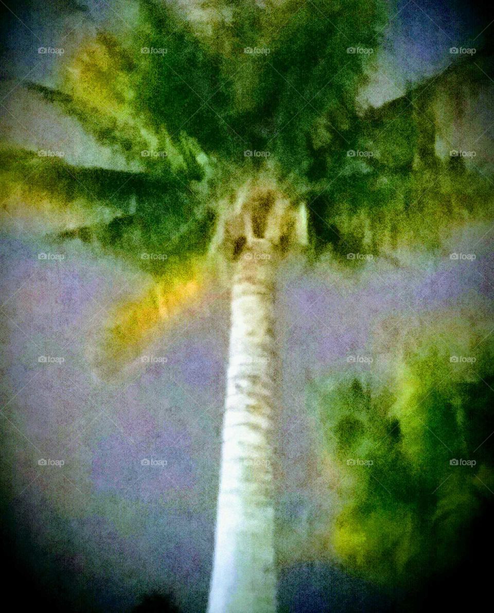 Palm Tree at Night Filtered