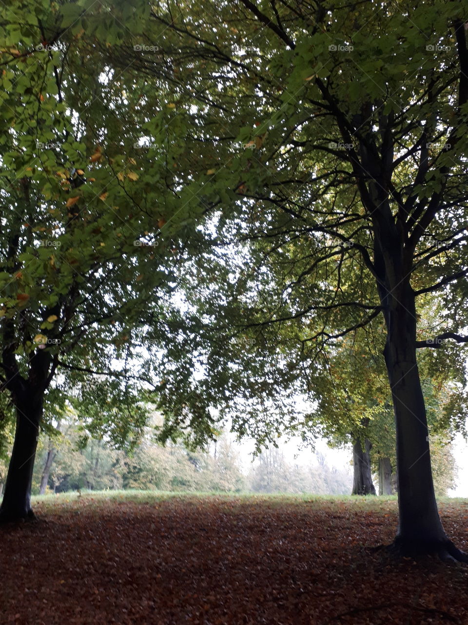 Autumn Trees