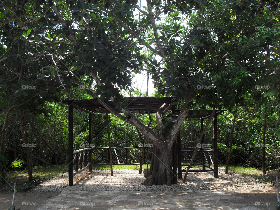 tulum mexico tree scenic beautiful by kpt613