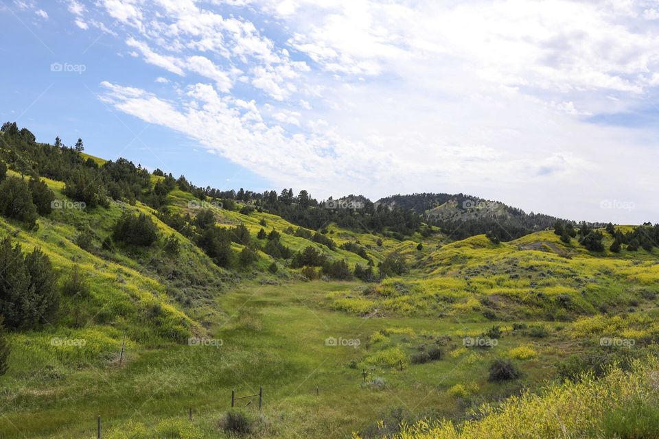 Beautiful Eastern Montana countryside is covered with sweet clover, causing it to light up in yellow. 