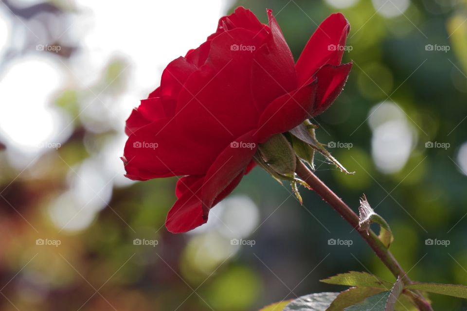 A Red Rose