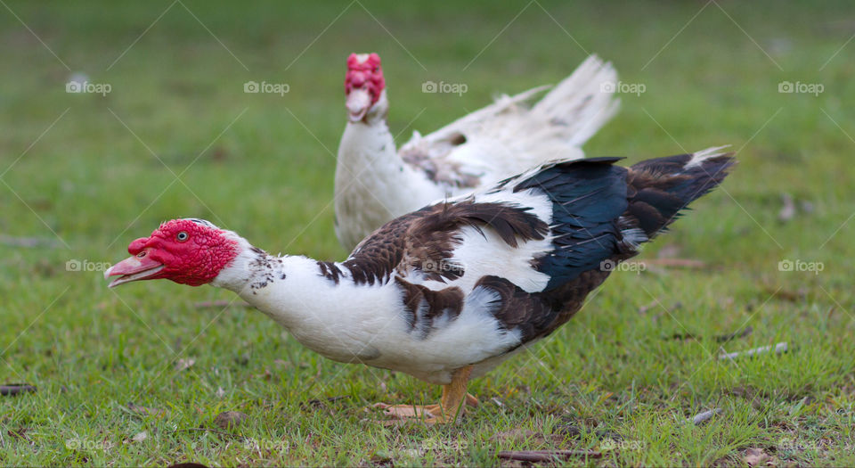 Couple of Geese