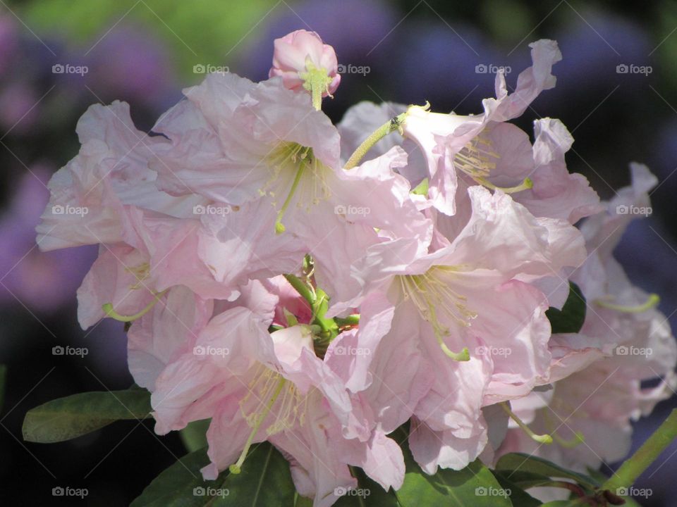 Rhododendrons in the city park