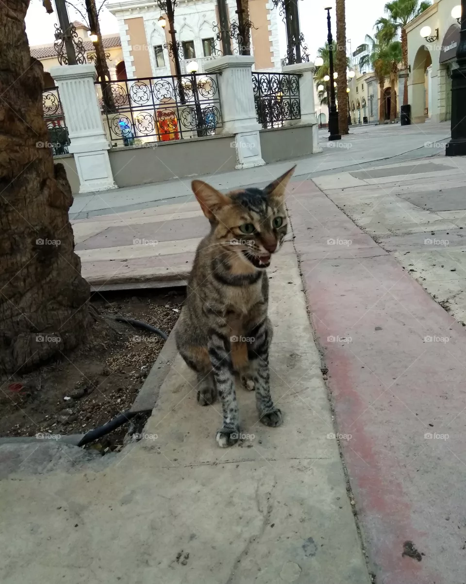 cat