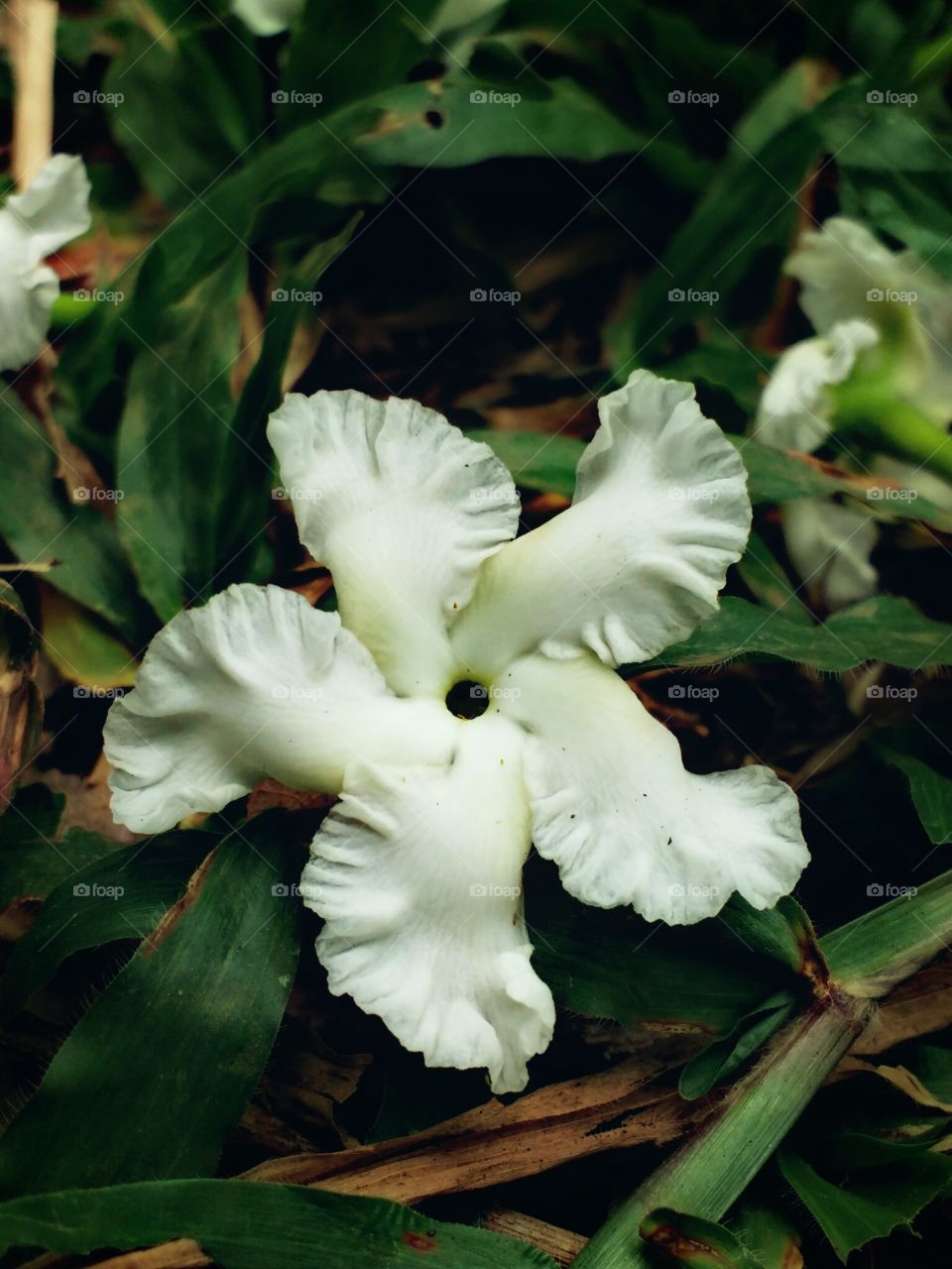 white flowers