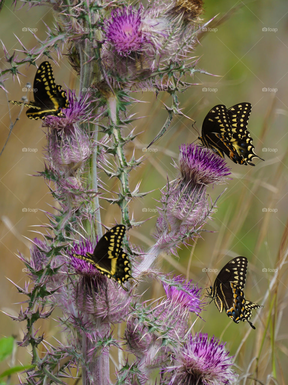 Swallowtail Butterfly on purple thistle