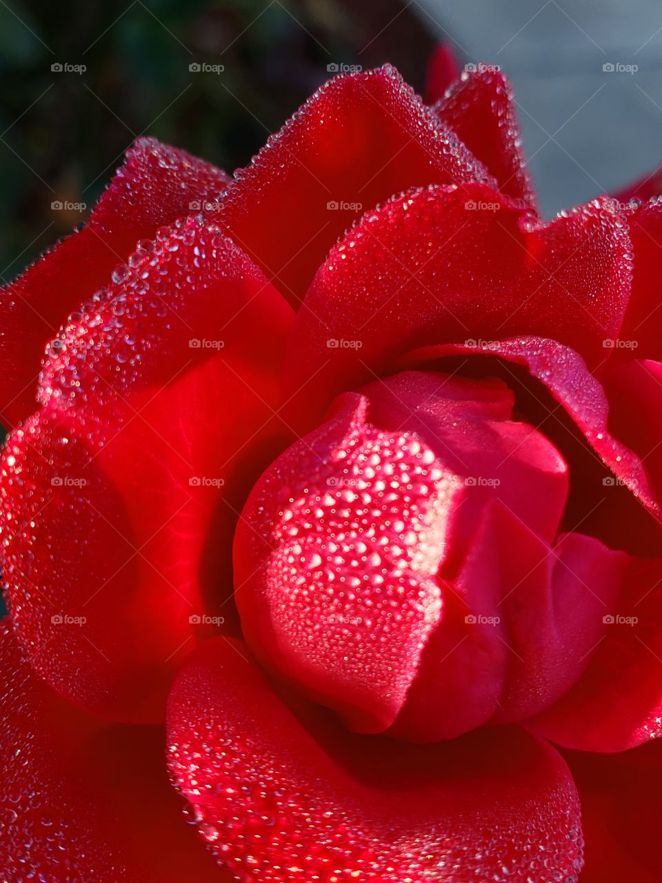 Morning dew on the rose