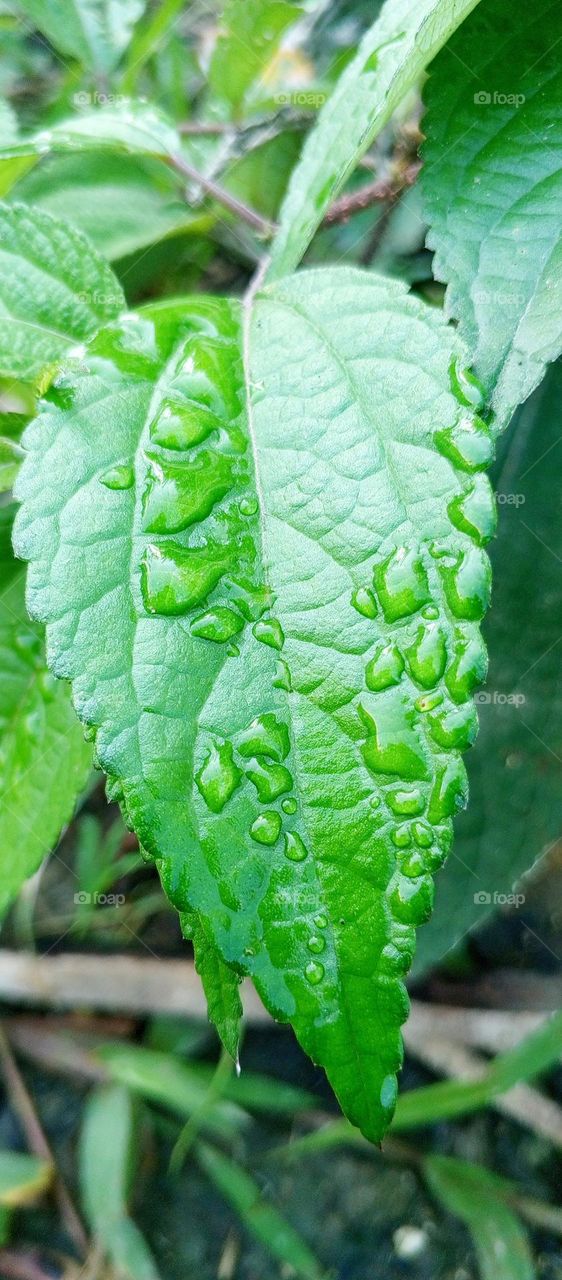 Pilea pumila, commonly known as clearweed, is a herbaceous plant belonging to the nettle family.