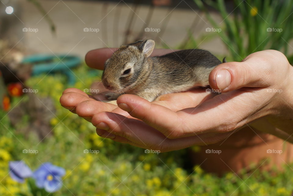 Baby bunny in hands. Little baby bunny rabbit