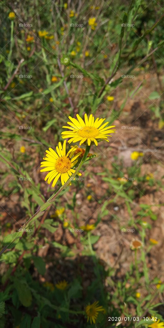 yellow flowers