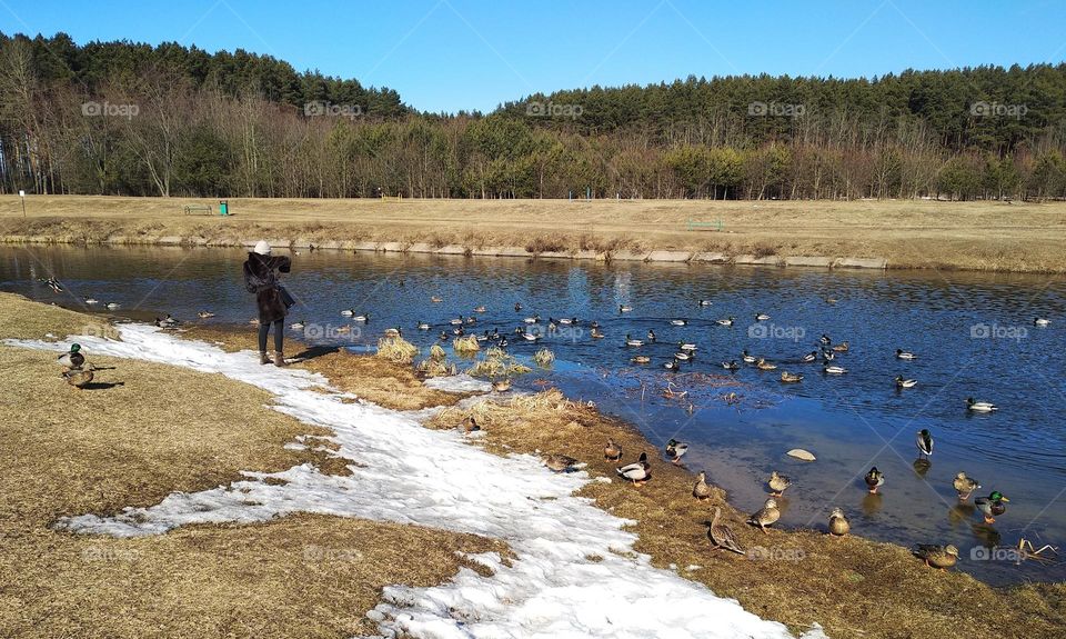 landscape people and birds ducks winter time