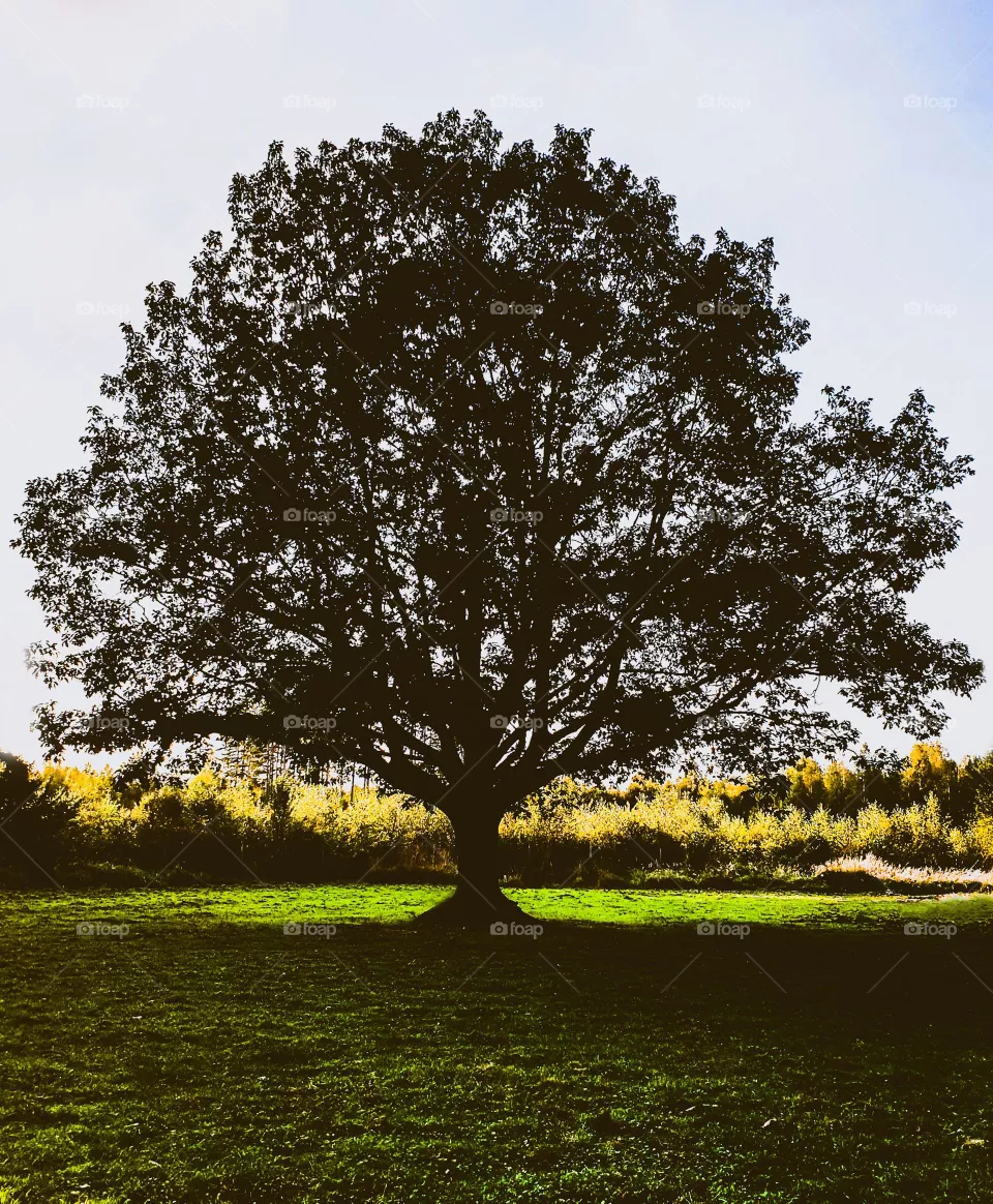 tree of life