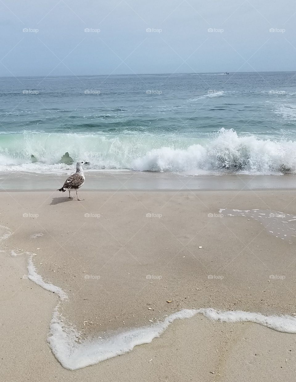 seagull and surf