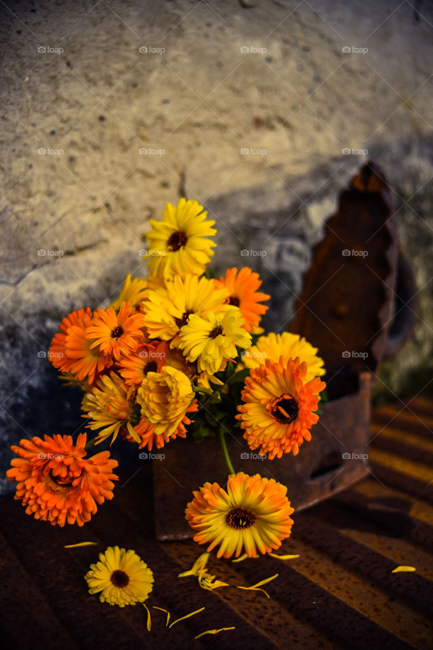 Marigold in the old iron