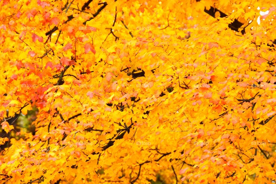 Fall foliage 
