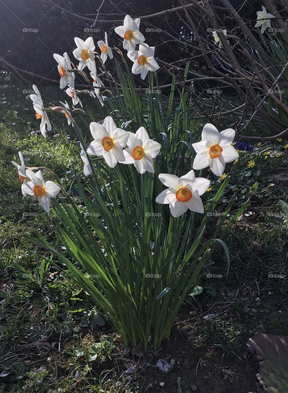 Narcissus bouquet 
