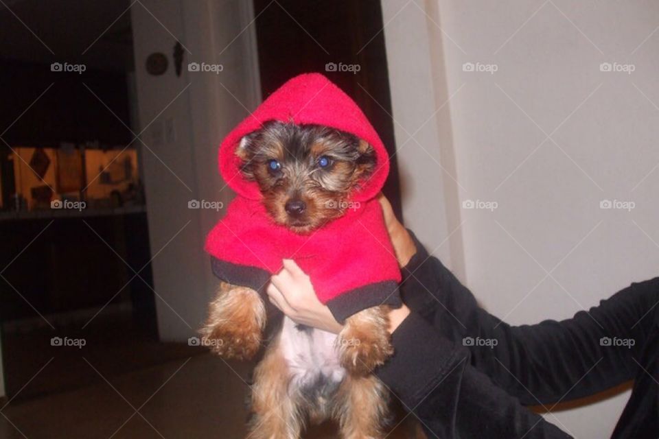 Little red riding hood!