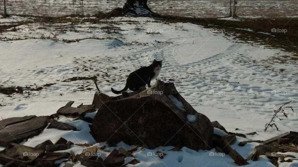 December Winter Day 2016