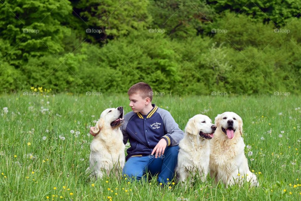 A teenager spending free time outside in spring nature with his dogs, beautiful three golden retrievers. 