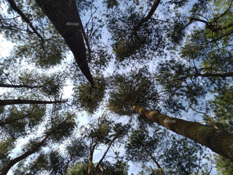 Pine trees photographed from below in the morning, in Karangasem, Bali