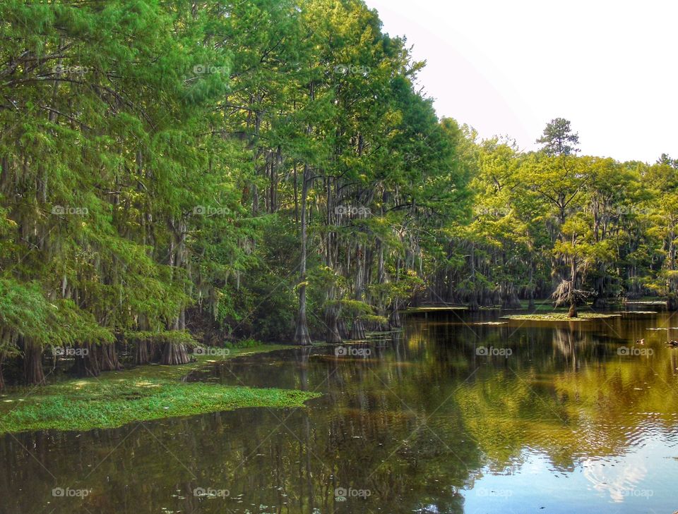 Rivers Edge. Caddo Lake, Texas