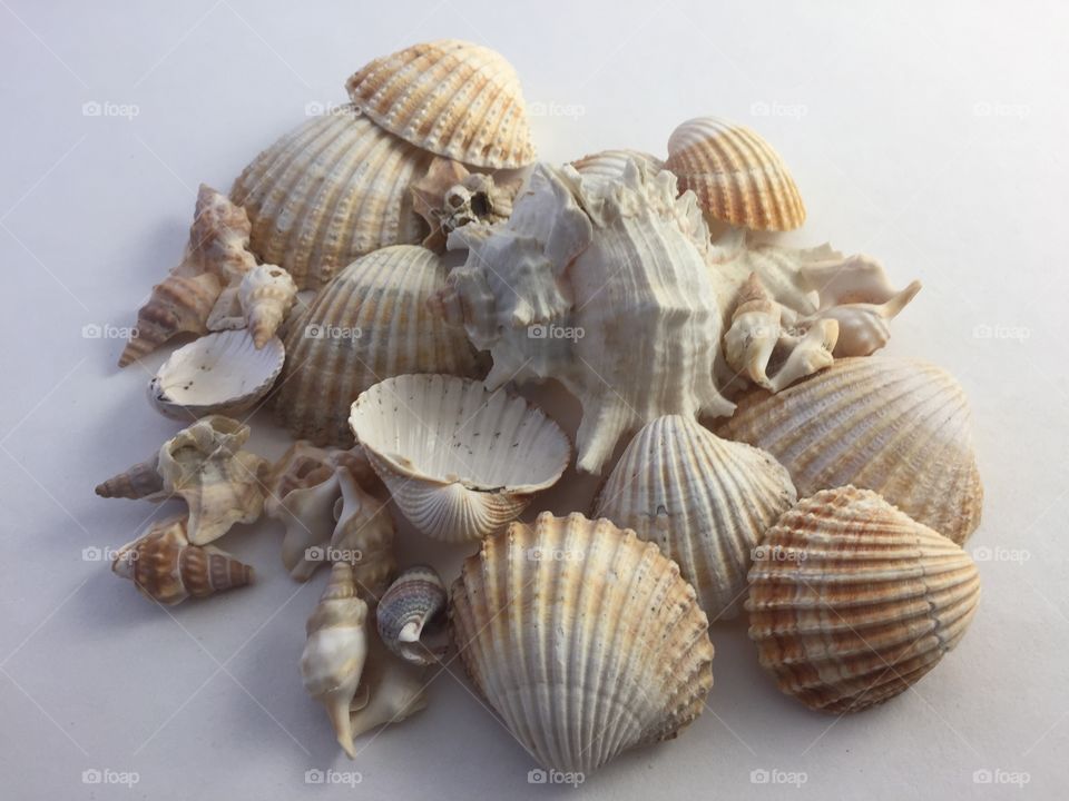 Pile of Seashells