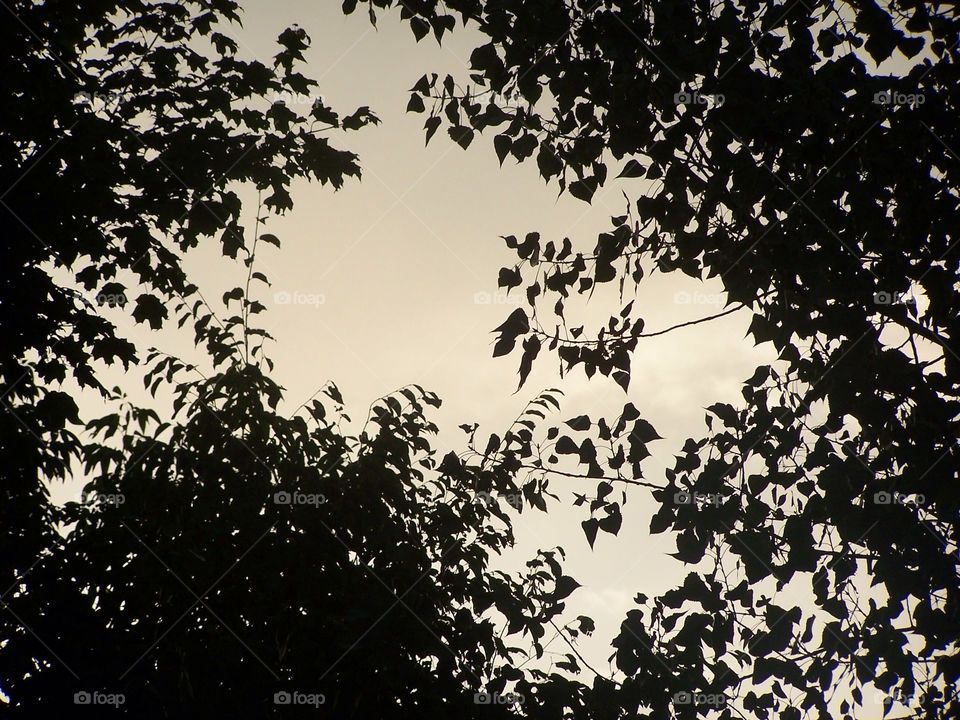 nature sunset clouds leaves by ashley77