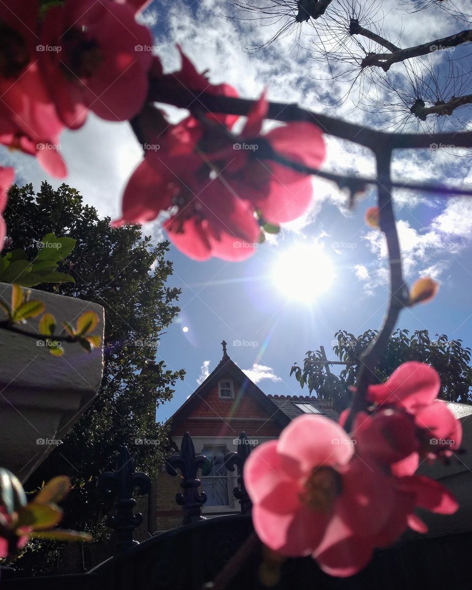 Spring Sunshine ☀
