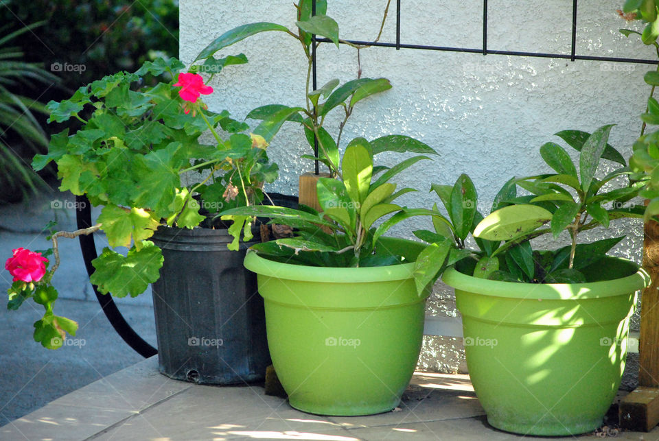 house plants