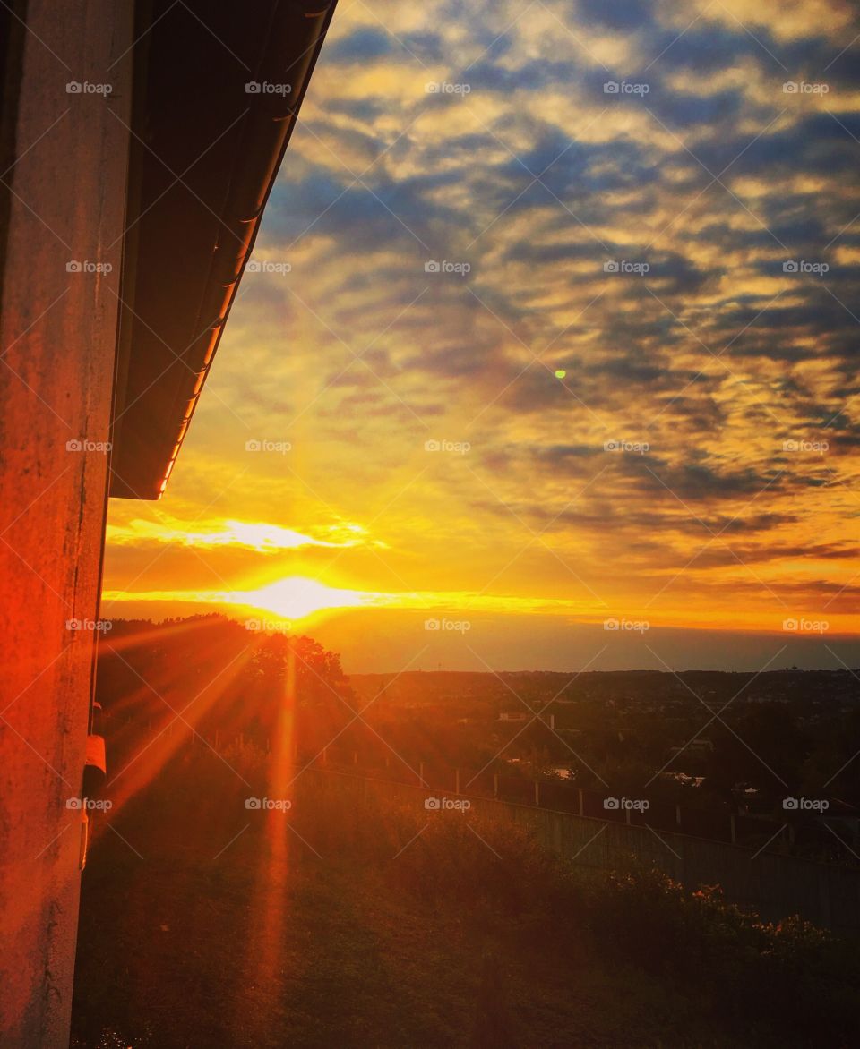 Sunlight at grassy field