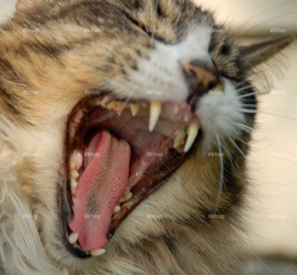 cat animal cute pet by lightanddrawing