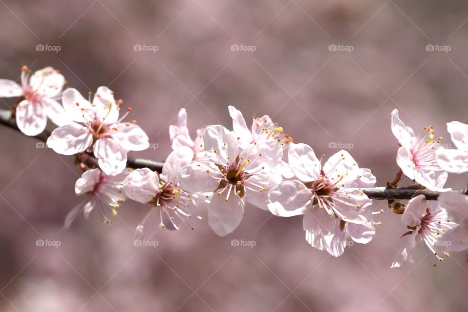 Closeup of a branch with pink blooming cherry tree flowers and blurred background in spring 