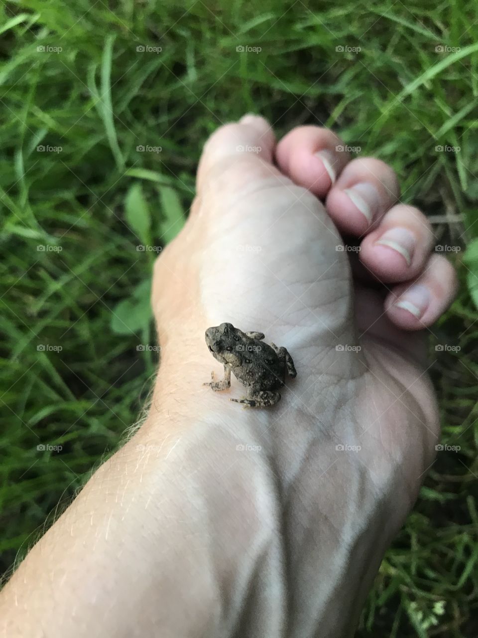 Teeny tiny little frog resting on my hand. 