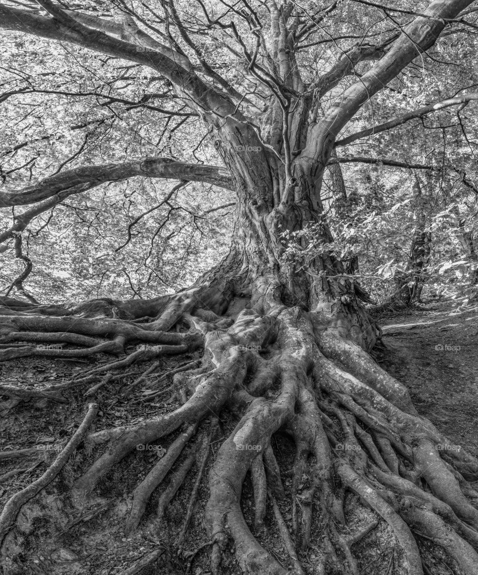 NATURE Tree Roots