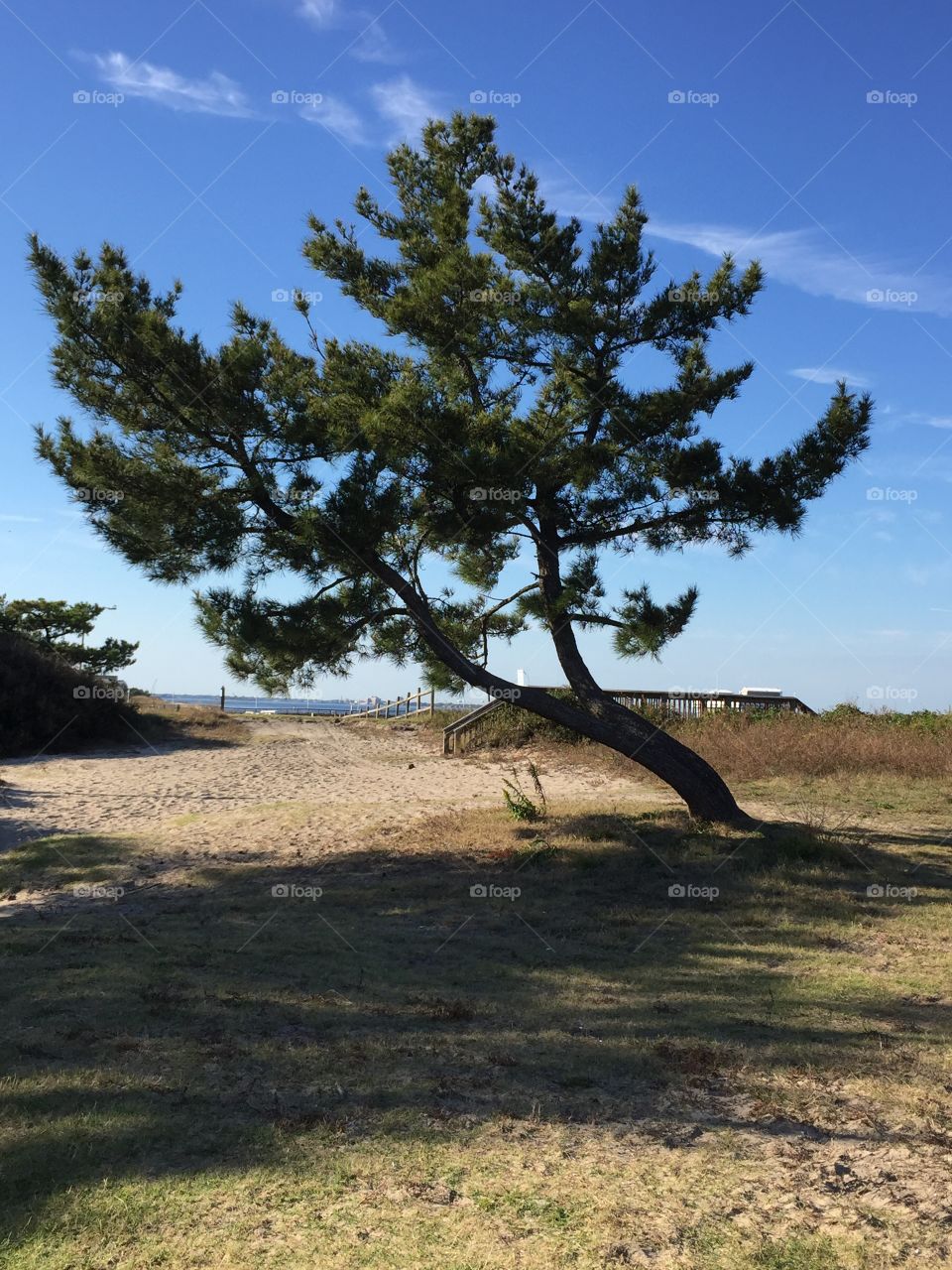 Scenics view of tree against sky