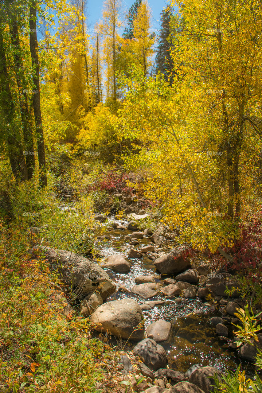 View of stream in forest