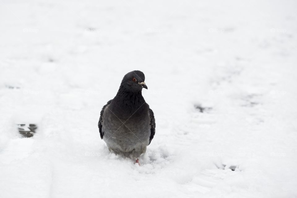 Pigeon in snow