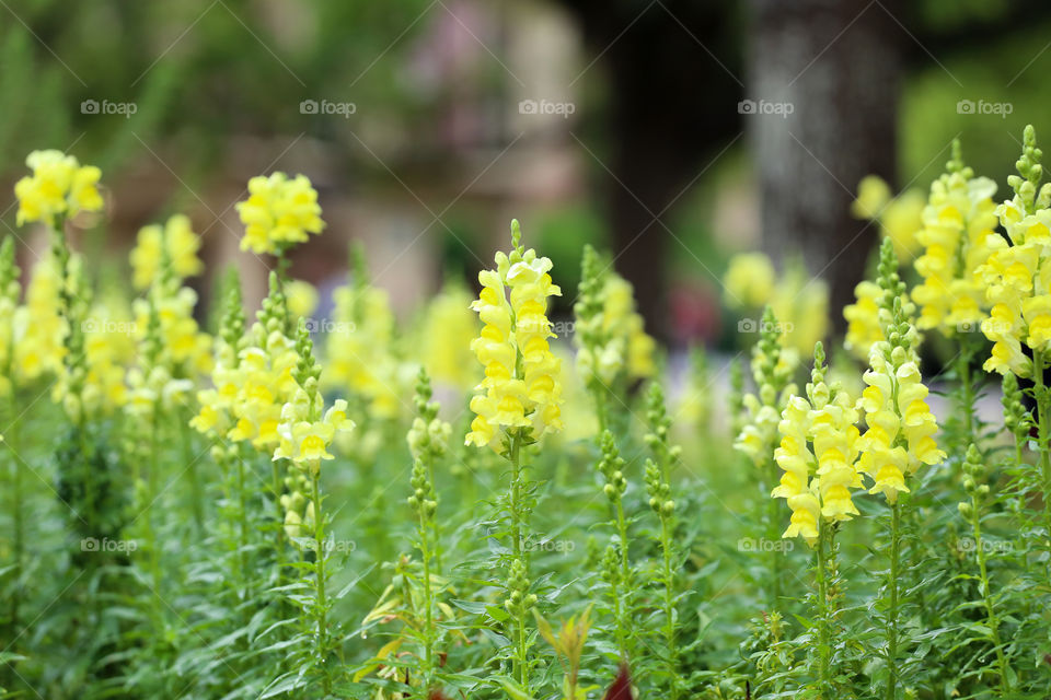 Blooming Spring yellow flowers in Florida