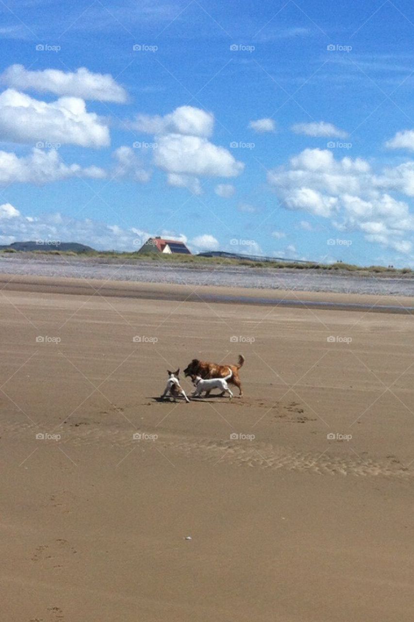 Dogs playing on the beach