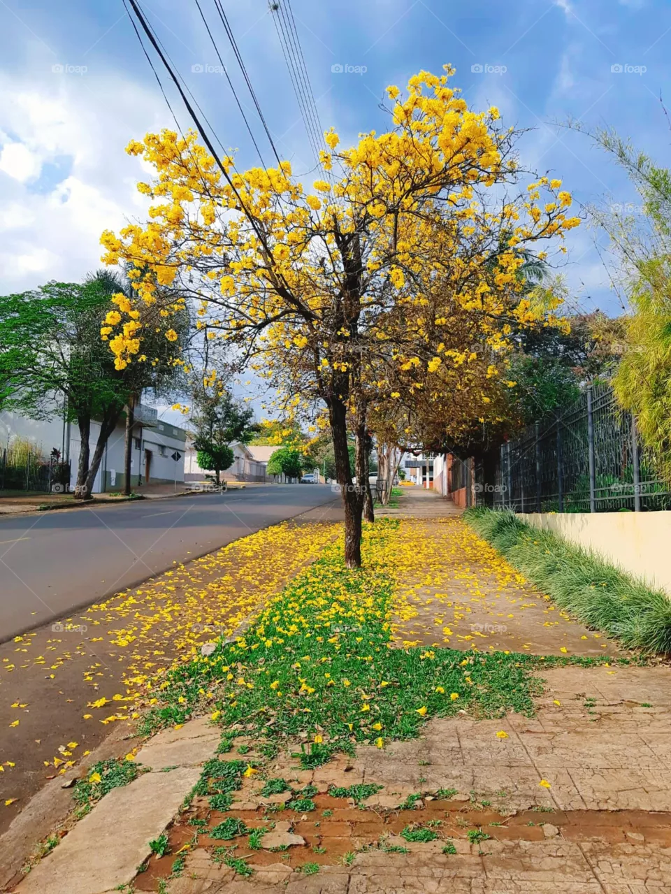 Árvore de ipê amarelo.