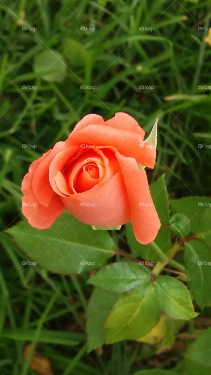 A beautiful rose in the garden