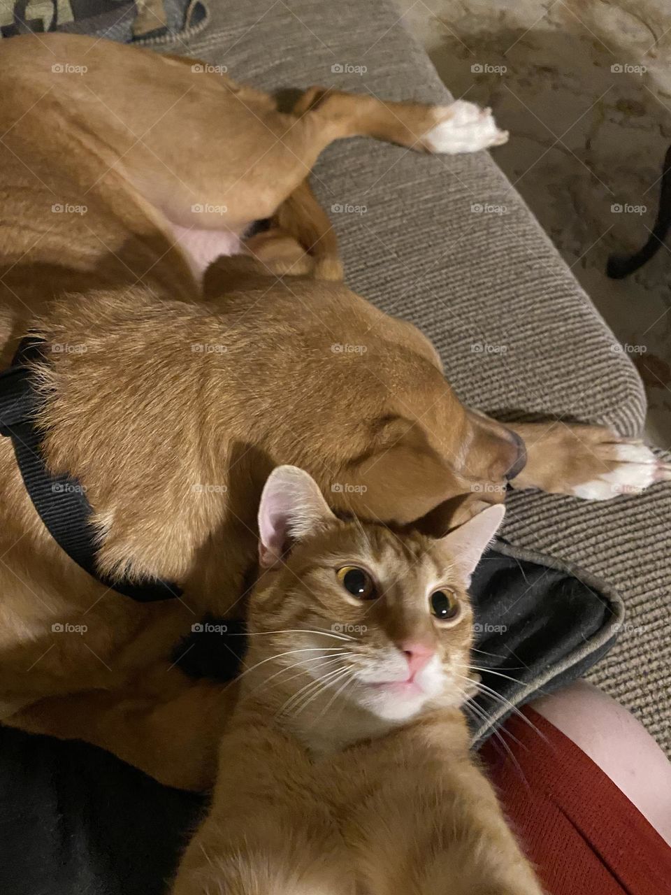 Look at the clouds couch wolf 