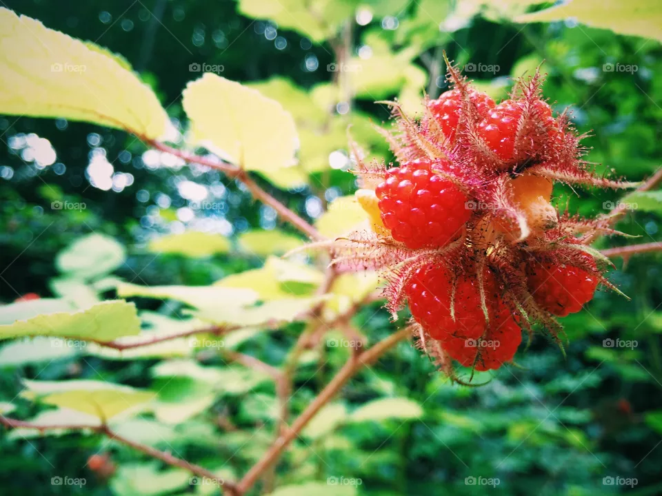 Berry 