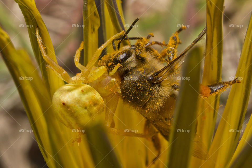 Yellow crabspider cautgh a bee that came to sit on a flower